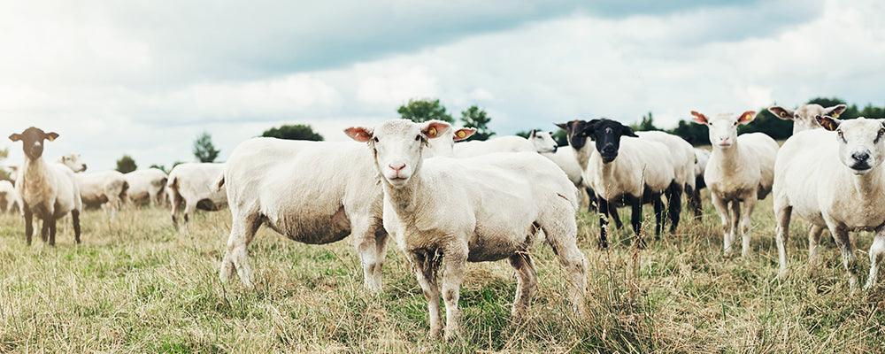 SHEEP - Artisanal Premium Cheese